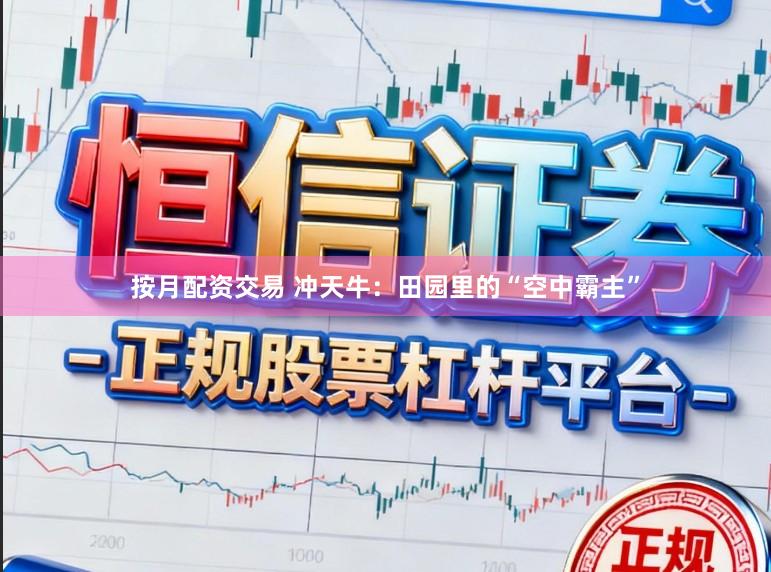 按月配资交易 冲天牛：田园里的“空中霸主”